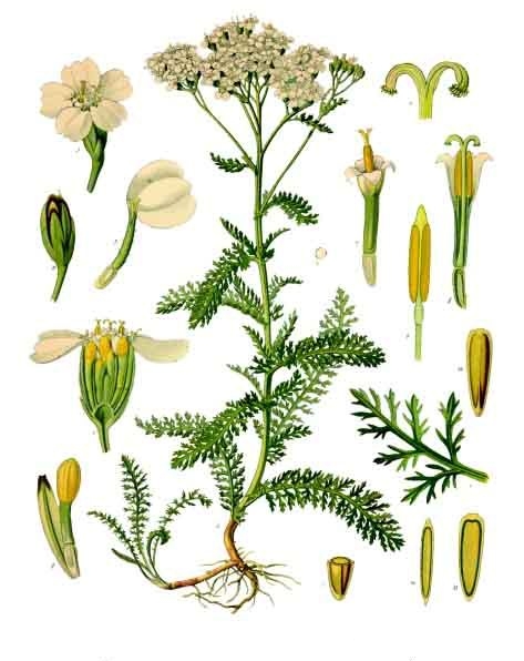 Achillea_millefolium_-_Köhler–s_Medizinal-Pflanzen-149