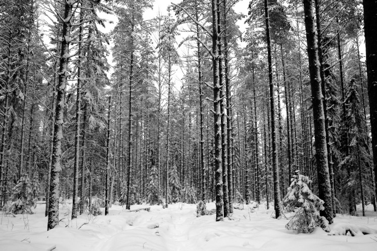 IMG_0539 - Version 2